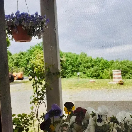 L'asinello Sulla Francigena *
